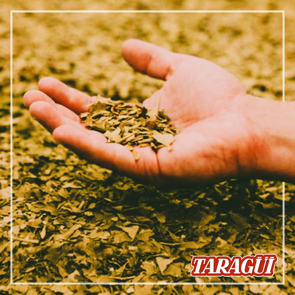 Yerba Mate tea Taragui 17.6 Oz - Extra Strong: Energia